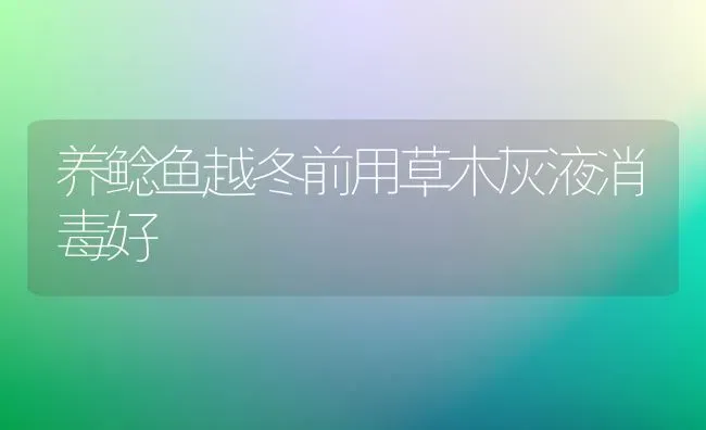 养鲶鱼越冬前用草木灰液消毒好 | 淡水养殖