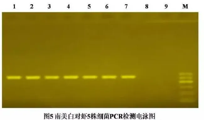 【研究简报】弧菌属PCR检测方法的建立与应用