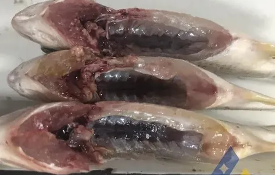 [每周一例]黄鳍鲷鱼种过塘应激，败血症增加死亡