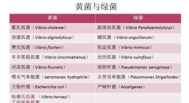 南美白对虾高位池养殖的弧菌控制案例分享