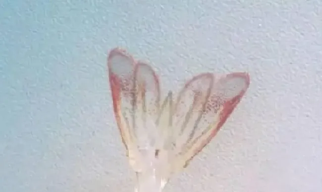 南美白对虾发病有哪些症状？