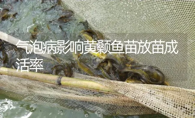 气泡病影响黄颡鱼苗放苗成活率 | 淡水养殖