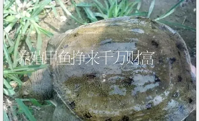 养殖甲鱼挣来千万财富 | 淡水养殖