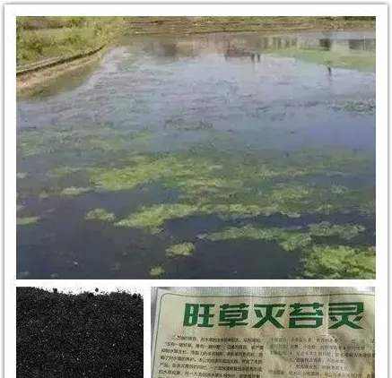 小龙虾池塘青苔的综合治理
