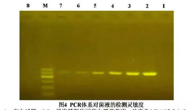 【研究简报】弧菌属PCR检测方法的建立与应用