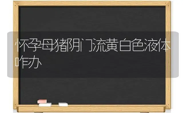 怀孕母猪阴门流黄白色液体咋办 | 家畜养殖