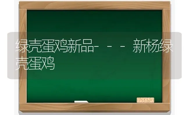 绿壳蛋鸡新品---新杨绿壳蛋鸡 | 家禽养殖