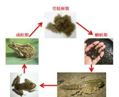 探讨黑斑蛙人工养殖的前世今生及未来，从了解它的自然生态习性和生理结构特点开始