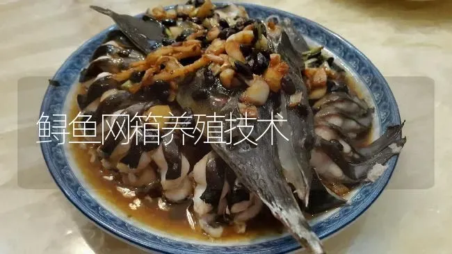 鲟鱼网箱养殖技术 | 淡水养殖