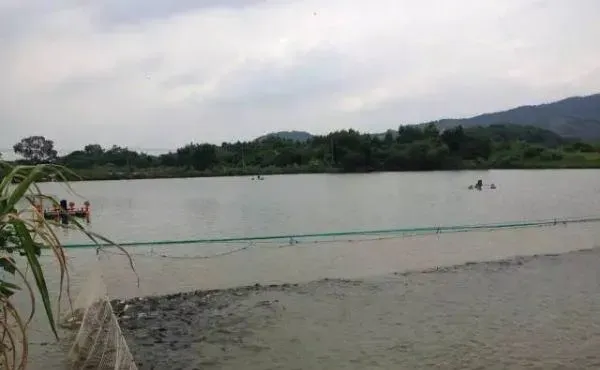 全沉水料养草鱼也能早卖鱼，海大珠峰063包产38斤