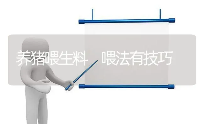 养猪喂生料 喂法有技巧 | 家畜养殖