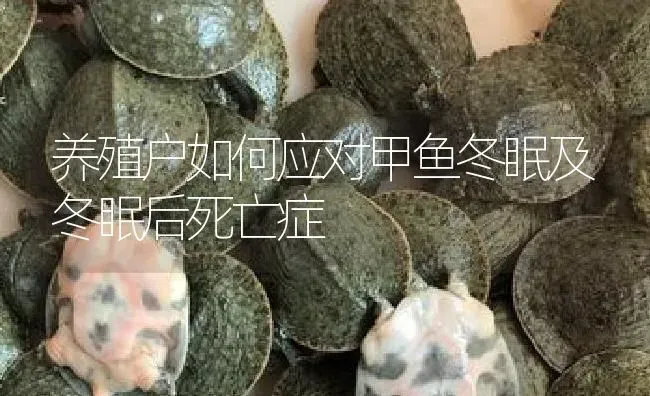 养殖户如何应对甲鱼冬眠及冬眠后死亡症 | 淡水养殖