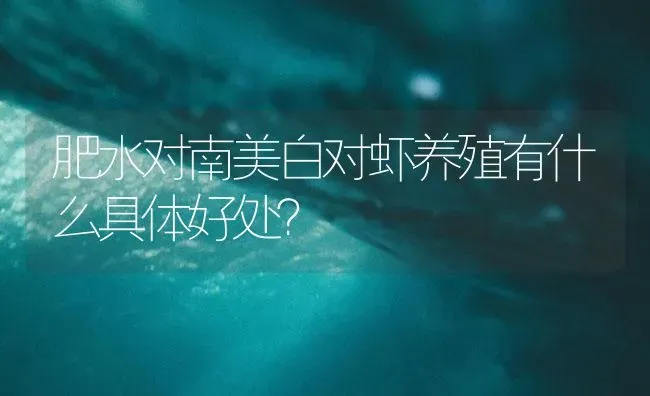 肥水对南美白对虾养殖有什么具体好处？ | 海水养殖