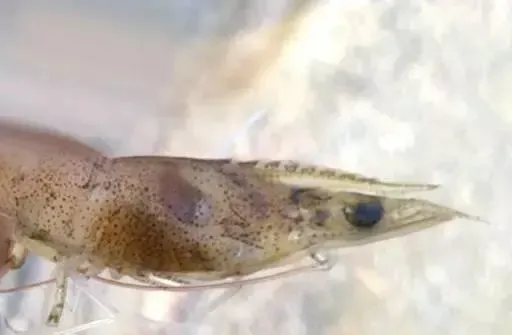 南美白对虾发病有哪些症状？
