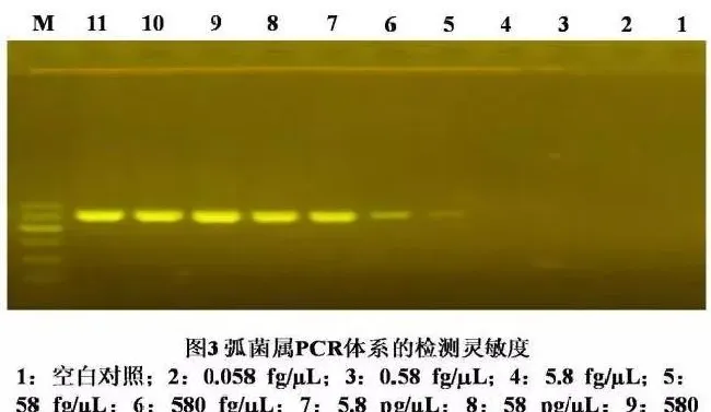 【研究简报】弧菌属PCR检测方法的建立与应用