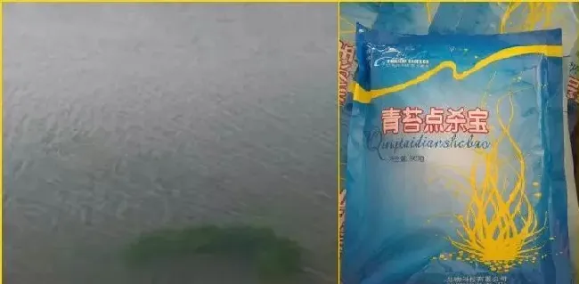 小龙虾池塘青苔的综合治理