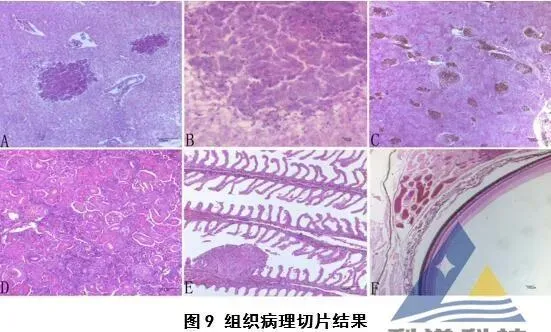 [每周一例]加州鲈白肝、腹水，分离出迟缓爱德华氏菌