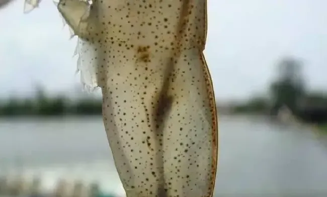 南美白对虾发病有哪些症状？