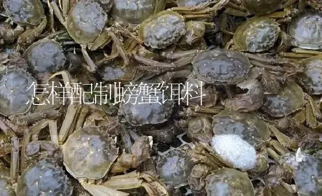 怎样配制螃蟹饵料 | 淡水养殖