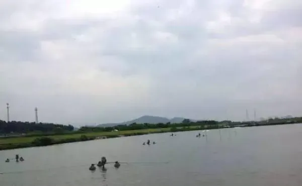 全沉水料养草鱼也能早卖鱼，海大珠峰063包产38斤
