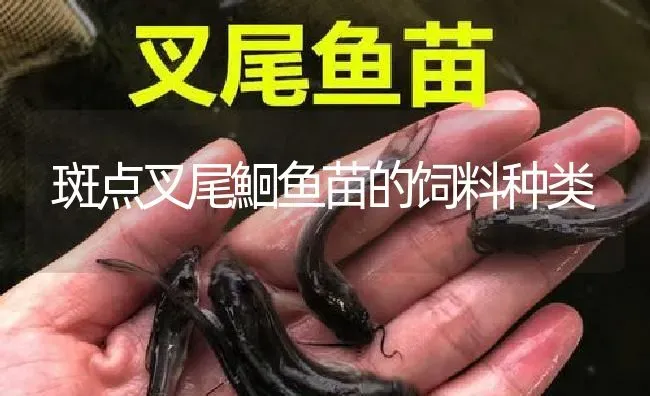 斑点叉尾鮰鱼苗的饲料种类 | 淡水养殖