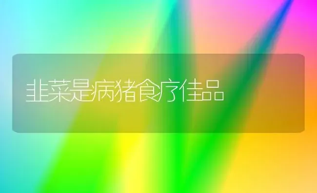 韭菜是病猪食疗佳品 | 家畜养殖