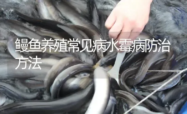 鳗鱼养殖常见病水霉病防治方法 | 淡水养殖