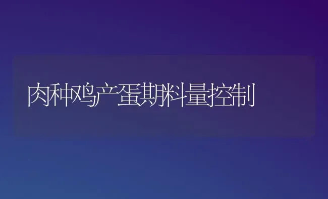 肉种鸡产蛋期料量控制 | 家禽养殖