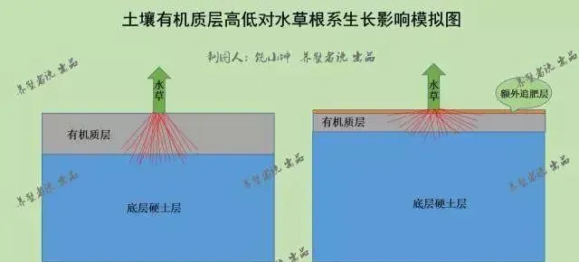 有的河蟹养殖户给水草追肥，但操作不当可能就是埋了一颗炸弹