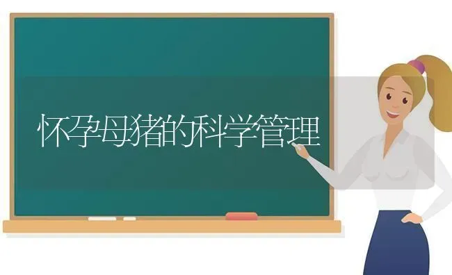 怀孕母猪的科学管理 | 家畜养殖