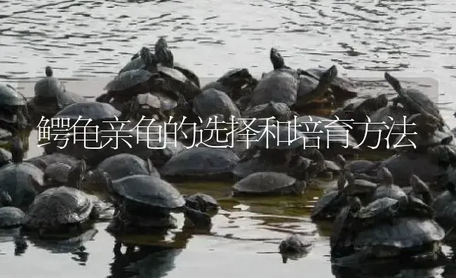 鳄龟亲龟的选择和培育方法 | 淡水养殖