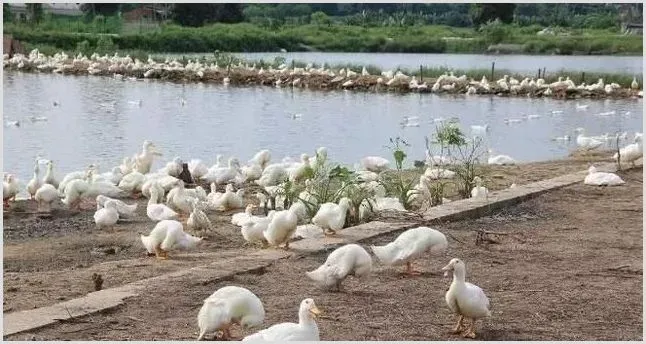 夏季养鸭如何做好防暑降温 | 动物养殖技术