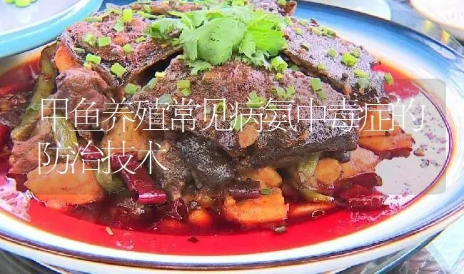 甲鱼养殖常见病氨中毒症的防治技术 | 淡水养殖