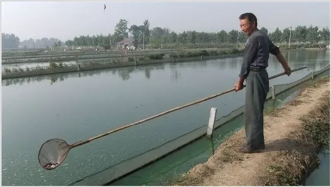 夏季高温季节泥鳅养殖管理要点 | 农业养殖技术