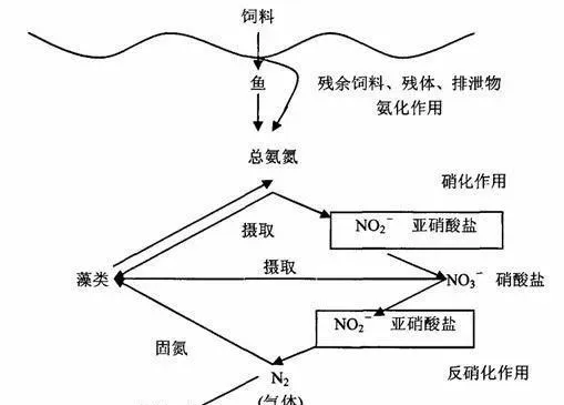 水生动物氨氮、亚硝酸盐中毒死亡频发，但盲目心急也于事无补，快来看正确的解决方案