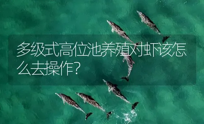 多级式高位池养殖对虾该怎么去操作？ | 海水养殖