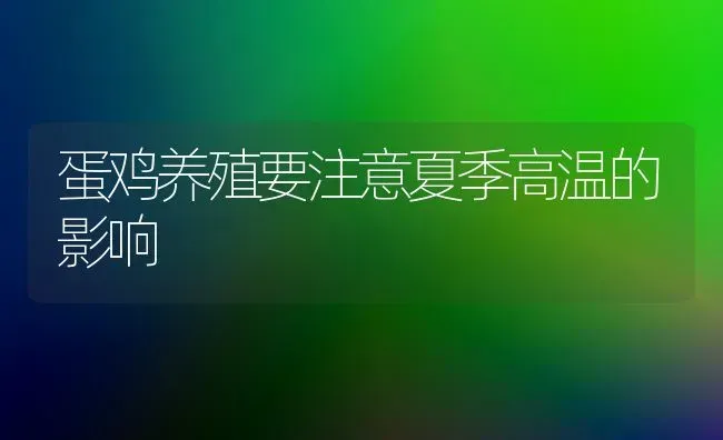 蛋鸡养殖要注意夏季高温的影响 | 家禽养殖