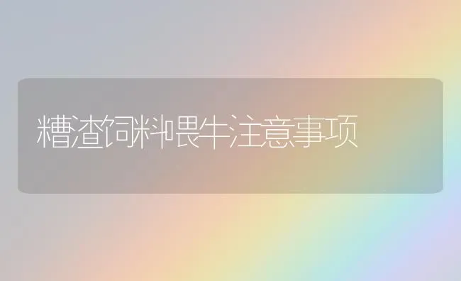 糟渣饲料喂牛注意事项 | 动物养殖饲料