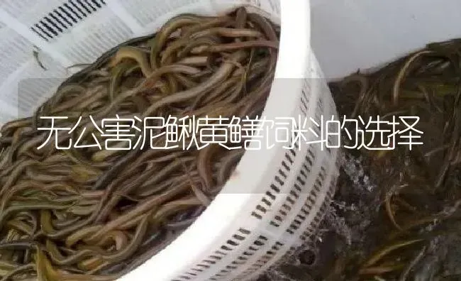 无公害泥鳅黄鳝饲料的选择 | 淡水养殖