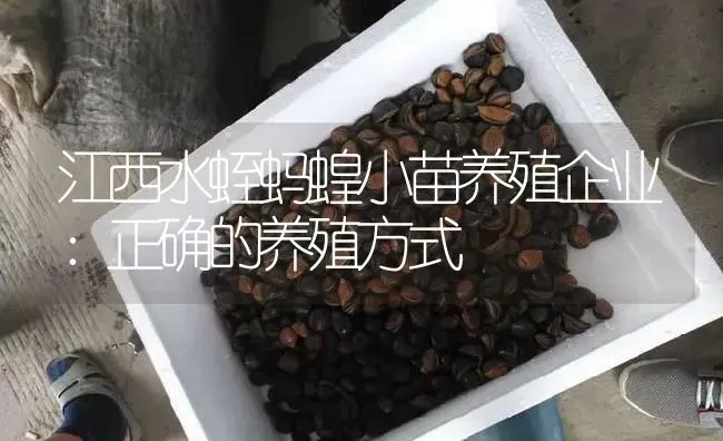 江西水蛭蚂蝗小苗养殖企业：正确的养殖方式 | 特种养殖