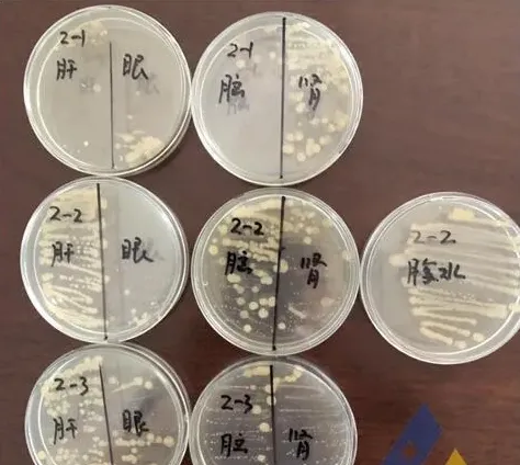 [每周一例]黄鳍鲷鱼种过塘应激，败血症增加死亡