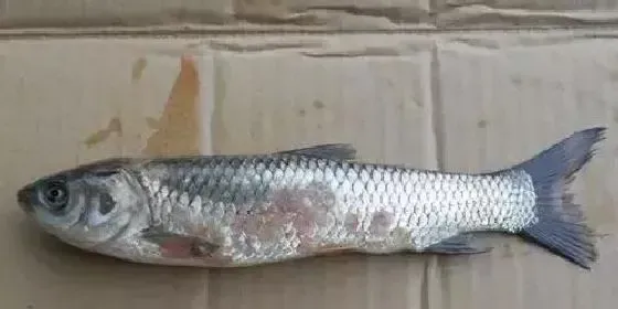 冬春低温时节令人防不胜防的水霉病