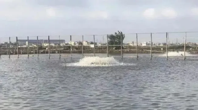 高温、下雨都容易缺氧，养殖户如何转危为安？