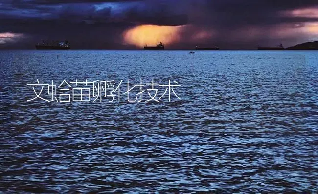 文蛤苗孵化技术 | 海水养殖