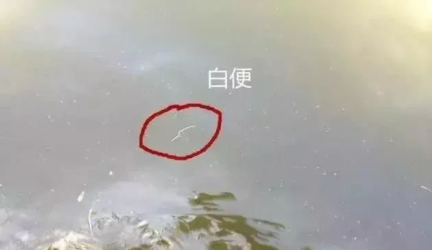 很多老南美白对虾养殖户关于“白便病”的经验总结
