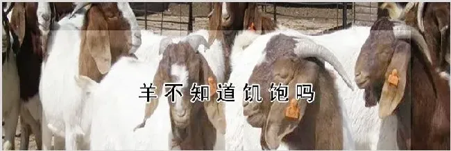 羊不知道饥饱吗 | 动物饲养方法