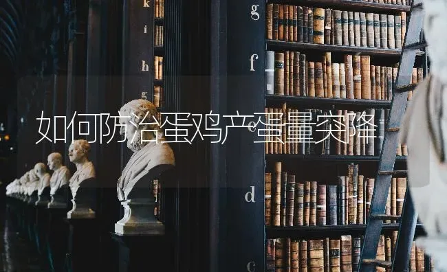 如何防治蛋鸡产蛋量突降 | 家禽养殖
