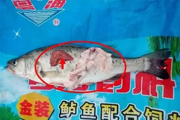 粤海金装鲈鱼料突击60天养殖海鲈鱼 健康快大抢大钱