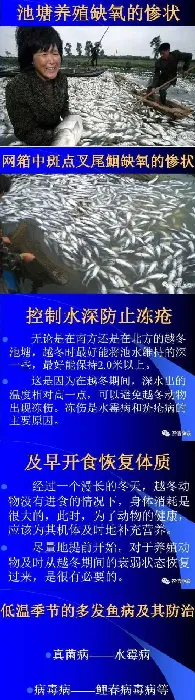 陈昌福谈低温季节水产养殖的病害防控与管理措施