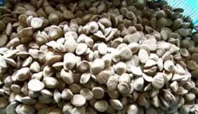 软颗粒料在石斑鱼池塘养殖中的应用技术